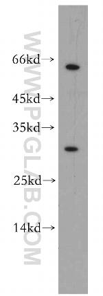 REXO2 Antibody in Western Blot (WB)