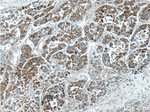 PSMG3 Antibody in Immunohistochemistry (Paraffin) (IHC (P))