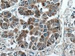 PSMG3 Antibody in Immunohistochemistry (Paraffin) (IHC (P))