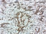 PSMG3 Antibody in Immunohistochemistry (Paraffin) (IHC (P))