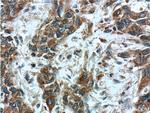 PSMG3 Antibody in Immunohistochemistry (Paraffin) (IHC (P))