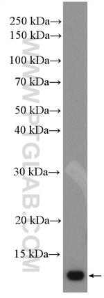 PSMG3 Antibody in Western Blot (WB)