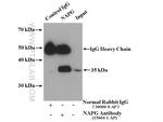 NAPG Antibody in Immunoprecipitation (IP)