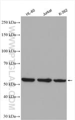 VRK3 Antibody in Western Blot (WB)