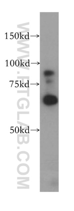 KLHL13 Antibody in Western Blot (WB)