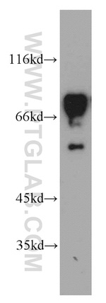 SF4 Antibody in Western Blot (WB)