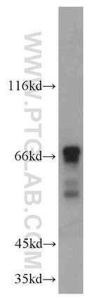 SF4 Antibody in Western Blot (WB)