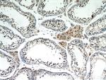 SF4 Antibody in Immunohistochemistry (Paraffin) (IHC (P))
