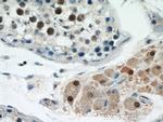 SF4 Antibody in Immunohistochemistry (Paraffin) (IHC (P))