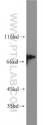 SF4 Antibody in Western Blot (WB)