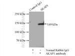 AKAP1 Antibody in Immunoprecipitation (IP)