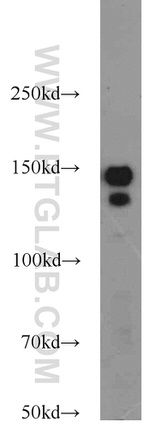 AKAP1 Antibody in Western Blot (WB)