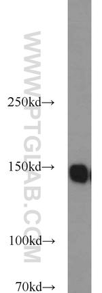AKAP1 Antibody in Western Blot (WB)