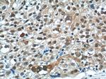 NSFL1C Antibody in Immunohistochemistry (Paraffin) (IHC (P))
