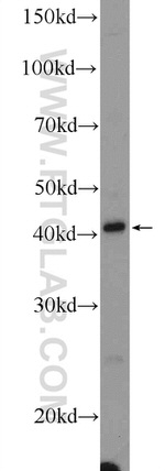 NSFL1C Antibody in Western Blot (WB)