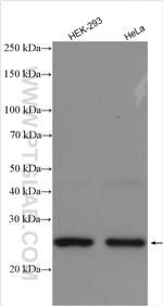 EXOSC5 Antibody in Western Blot (WB)