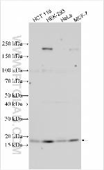 EIF4EBP2 Antibody in Western Blot (WB)