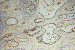 HSDL2 Antibody in Immunohistochemistry (Paraffin) (IHC (P))
