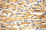 ACOT2 Antibody in Immunohistochemistry (Paraffin) (IHC (P))