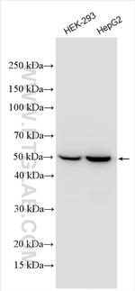 ACOT2 Antibody in Western Blot (WB)
