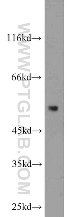 ACOT2 Antibody in Western Blot (WB)