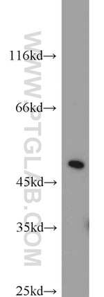 ACOT2 Antibody in Western Blot (WB)