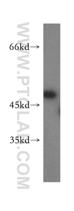 ACOT2 Antibody in Western Blot (WB)