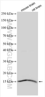 AP2S1 Antibody in Western Blot (WB)