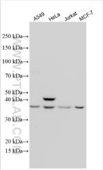 RTN4IP1 Antibody in Western Blot (WB)