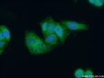 OPA3 Antibody in Immunocytochemistry (ICC/IF)