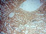 ADPGK Antibody in Immunohistochemistry (Paraffin) (IHC (P))