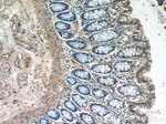 POM121 Antibody in Immunohistochemistry (Paraffin) (IHC (P))