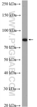 IKBKB Antibody in Western Blot (WB)