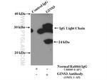 GINS3 Antibody in Immunoprecipitation (IP)