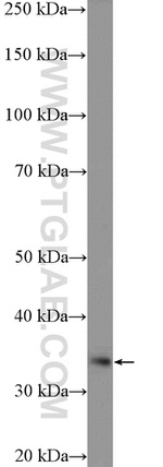 VPS37B Antibody in Western Blot (WB)