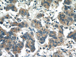 PIWIL1 Antibody in Immunohistochemistry (Paraffin) (IHC (P))