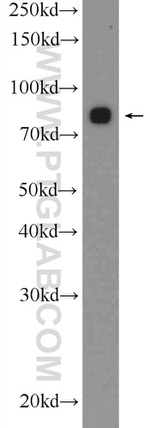 PIWIL1 Antibody in Western Blot (WB)