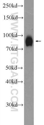 PIWIL1 Antibody in Western Blot (WB)