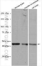 CADM3 Antibody in Western Blot (WB)