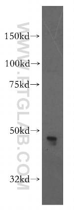 CADM3 Antibody in Western Blot (WB)