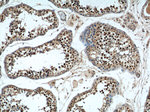 NRIP3 Antibody in Immunohistochemistry (Paraffin) (IHC (P))