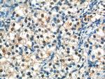 NRIP3 Antibody in Immunohistochemistry (Paraffin) (IHC (P))