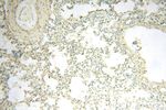 PPIL3 Antibody in Immunohistochemistry (Paraffin) (IHC (P))