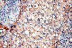 PPIL3 Antibody in Immunohistochemistry (Paraffin) (IHC (P))