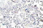Collagen Type XXVII Antibody in Immunohistochemistry (Paraffin) (IHC (P))