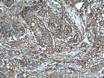CD44 Antibody in Immunohistochemistry (Paraffin) (IHC (P))