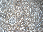 LZTS2 Antibody in Immunohistochemistry (Paraffin) (IHC (P))