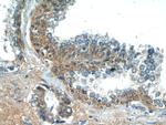 LZTS2 Antibody in Immunohistochemistry (Paraffin) (IHC (P))