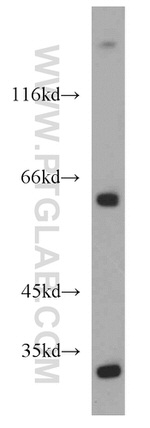 CDC45L Antibody in Western Blot (WB)