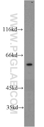 CDC45L Antibody in Western Blot (WB)